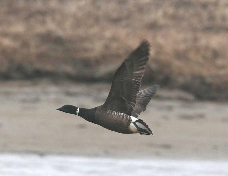 Brants Goose-2.jpg