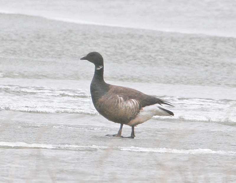 Brants Goose.jpg