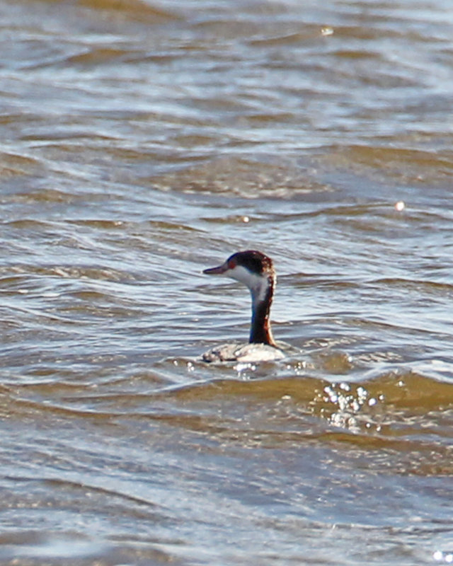 Horned Grebe-winter.jpg
