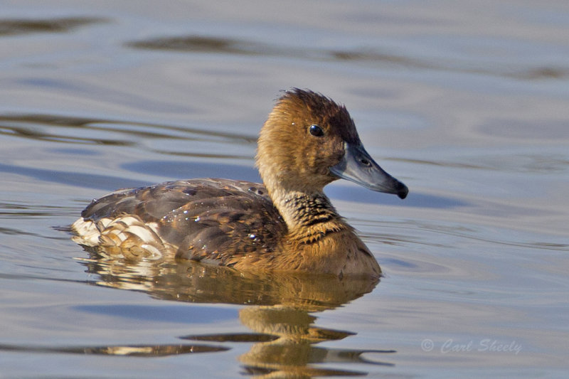 Fulvous Tree Duck4501.jpg