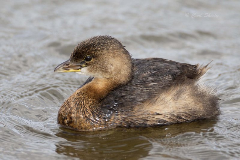 Pied-billed Grebe 4505.jpg