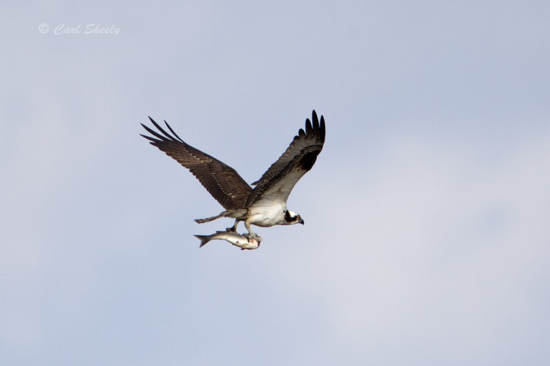 Osprey 4509.jpg