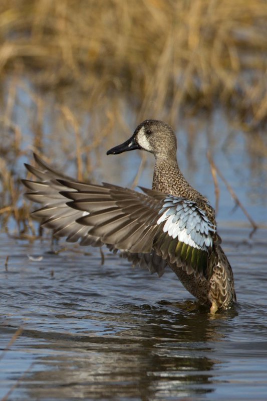 Blue-winged Teal 4525.jpg