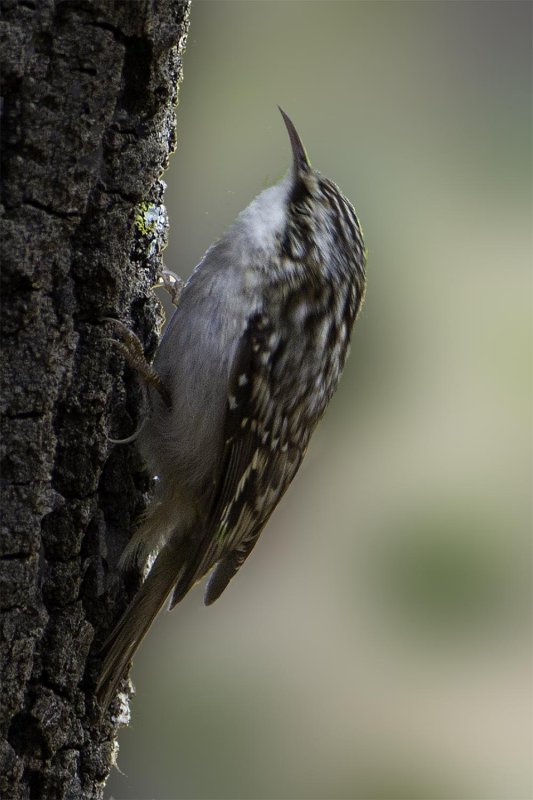 Mexican Brown Creeper 3041.jpg