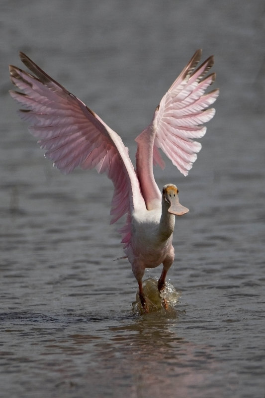 Roseate Spoonbill-11.jpg
