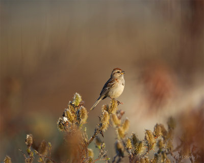 Am-Tree-Sparrow-9792.jpg