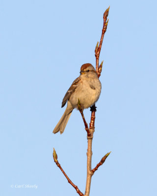 Am-Tree-Sparrow-9853.jpg