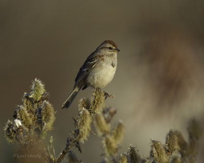 American Tree Sparrows