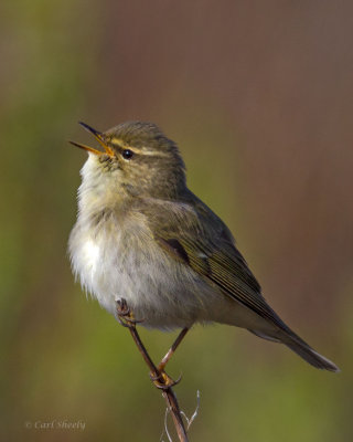 Arctic Warbler