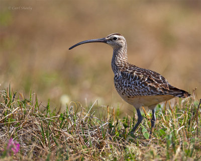 Bristle-thighed Curlew