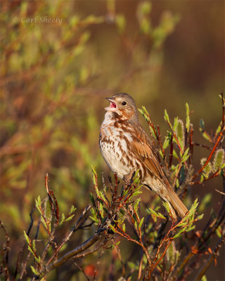 Fox-Sparrow-1225.jpg