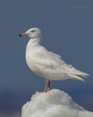 Glaucous-Gull-0033.jpg