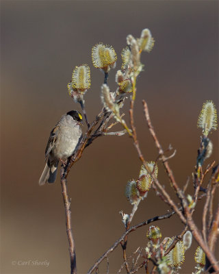 Golden-crowned-Sparrow-0582.jpg