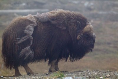 Misty-Muskox-2397.jpg