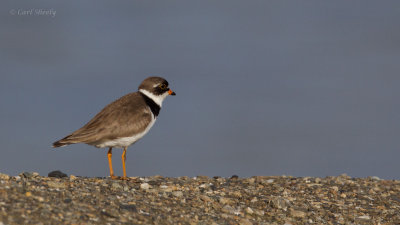 Semipalmated-Plover--2969.jpg