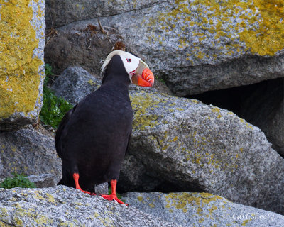 Tufted-Puffin-0421.jpg