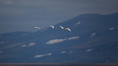 Tundra-Swan-2591.jpg