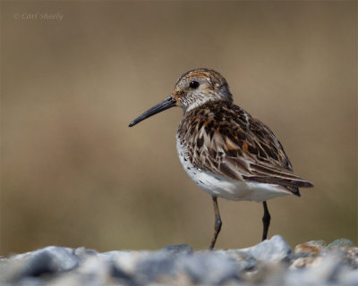 Western-Sandpiper-4246.jpg