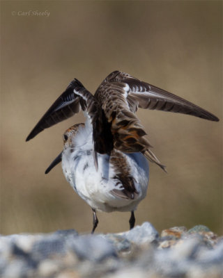 Western-Sandpiper-4289.jpg