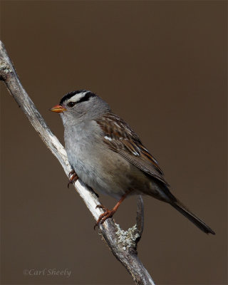 White-crowned-Sparrow-0011.jpg