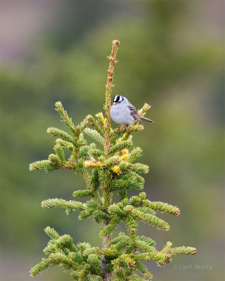 White-crowned-Sparrow-9335.jpg