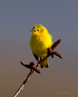 Yellow-Warbler-0103.jpg
