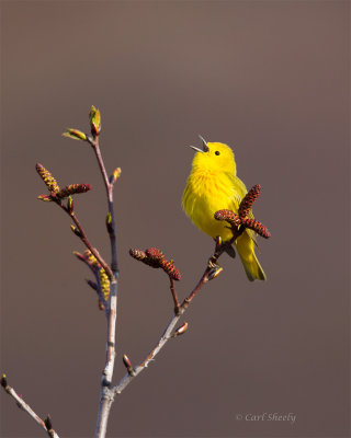 Yellow-Warbler-159.jpg