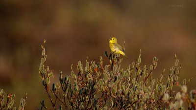 Yellow-Warbler-1149.jpg