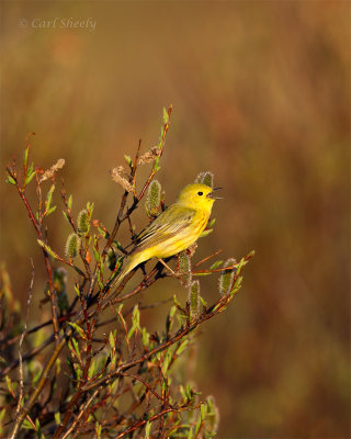 Yellow-Warbler-1242.jpg