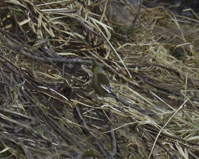 Oriental Greenfinch 1079.jpg