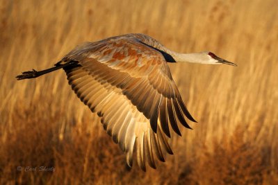 Bosque del Apache 2013