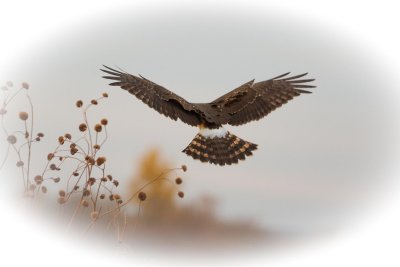 Northern Harrier