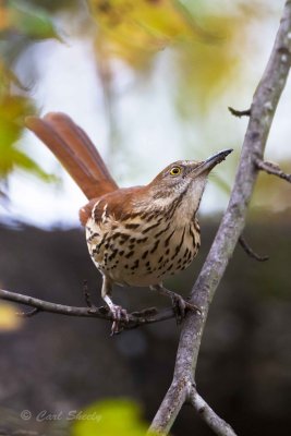 131214_017 Brown Thrasher.jpg