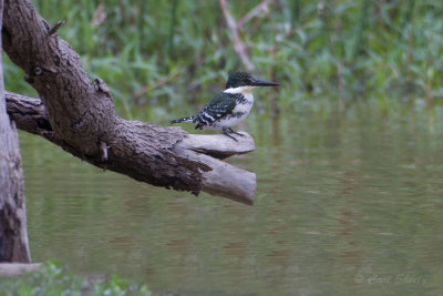 GKingfisher0686.jpg