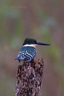 Kingfisher0654.jpg