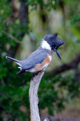 Belted Kingfisher