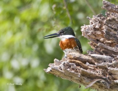 GreenKingfisher5636SoTex.tif