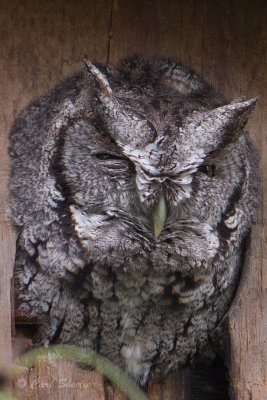 Owl0619.jpg