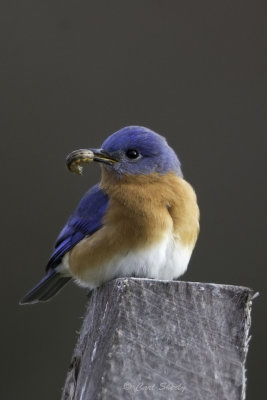 Bluebird1455.jpg