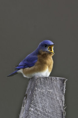 Bluebird1457.jpg