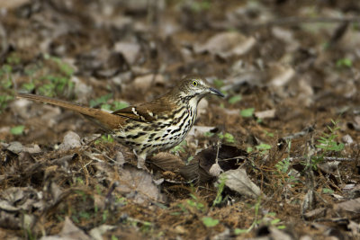 Brown Thrasher1696.jpg