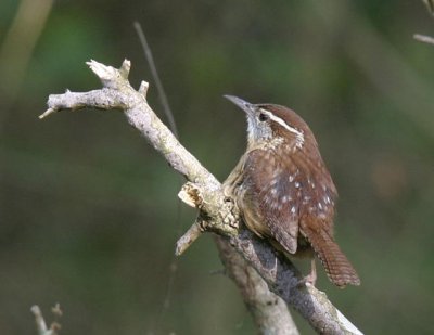 CarolinaWren-2.jpg