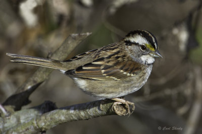 White-throated Sparrow0551.jpg