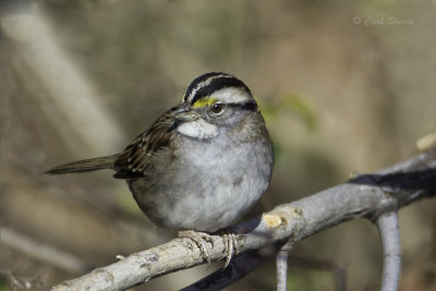 White-throated Sparrow0492.jpg