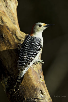 Red-bellied Woodpecker0582.jpg
