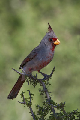 Pyrrhuloxia