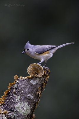 140101_023-Tufted Titmouse.jpg