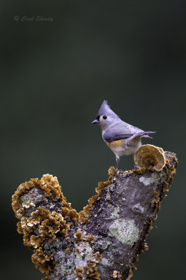 Tufted Titmouse