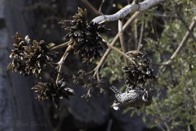 Arizona Woodpecker