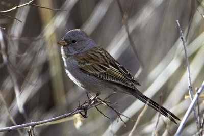 Black-chinned Sparrow 3290.jpg